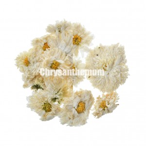 Chrysanthemum-5 JPG