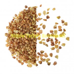 Yellow Tartary Buckwheat-5 JPG