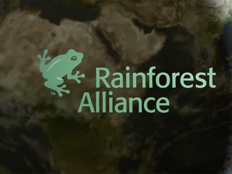 The Rainforest Needs You